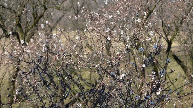 Vyražte v sobotu na Slavnosti mandloní a vína.