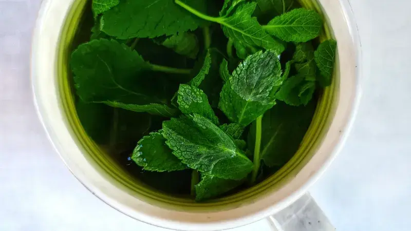 Které bylinky pomáhají v trávení? Pomoct může máta, fenykl a spousta dalších