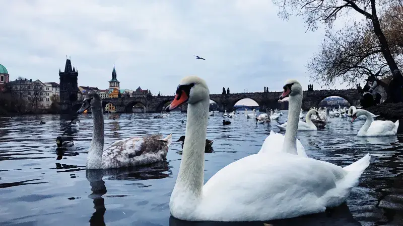 Čím krmit kachny a labutě? Namísto pečiva sáhněte po zelenině