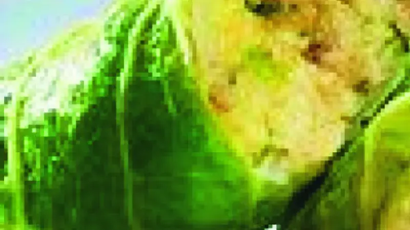 Zelné vegetariánské závitky