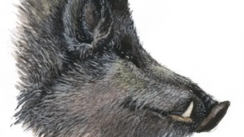 Kančí kýta na žampionech