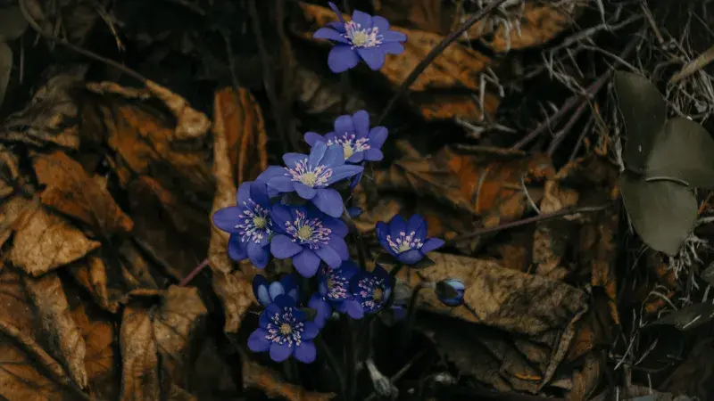 Tři léčivé rostliny, které sbíráme v dubnu