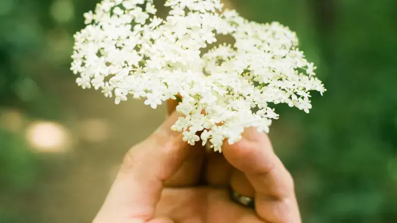 Květy černého bezu: jak sbírat a zpracovat voňavý zázrak