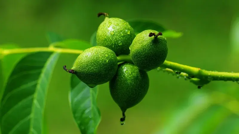 nezralé vlašské ořechy