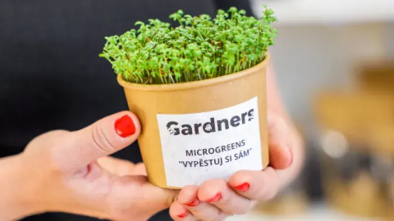 Microgreens si snadno vypěstujete sami