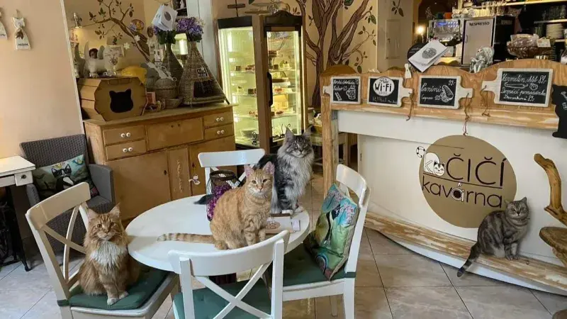 Kavárna a kočičky: Se souhlasem Kočičí kavárny na Smíchově