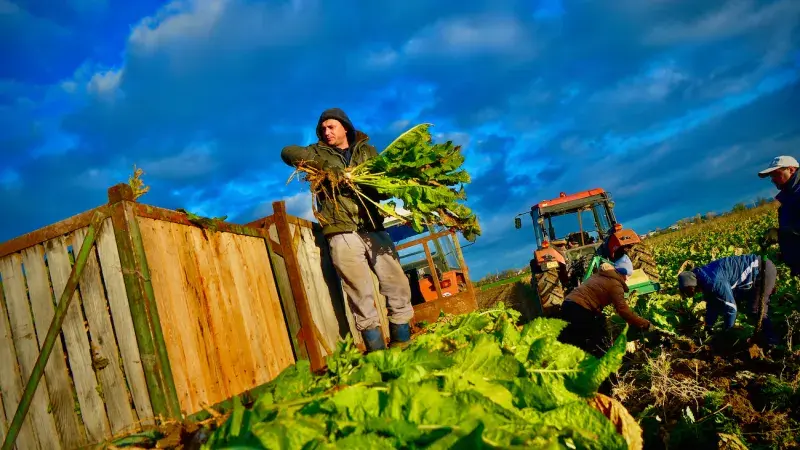 Sklizeň českého křenu