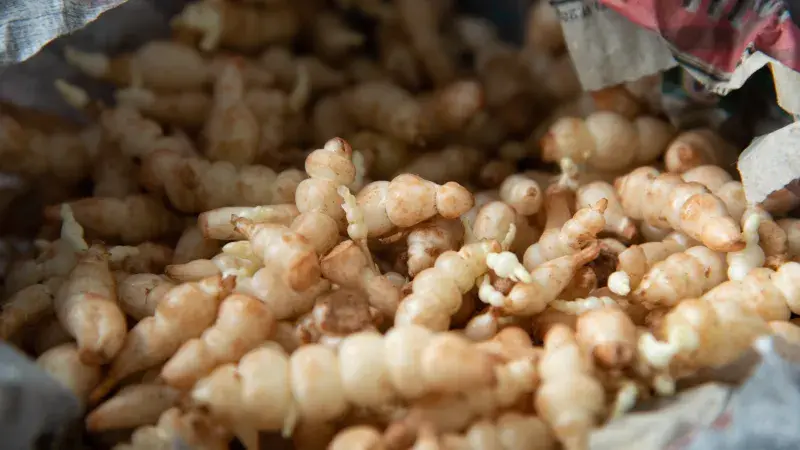 Čistec hlíznatý neboli crosne