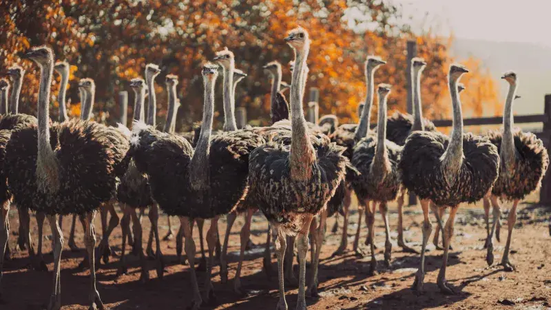 Pštrosí farma Wieder: Se svolením majitele