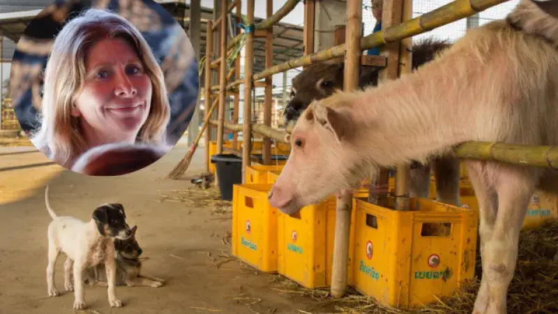 Laoská bůvolí farma