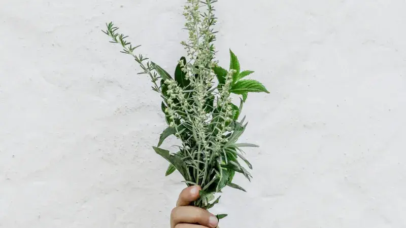 Provensálské bylinky