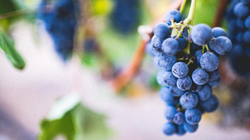 hroznove vino