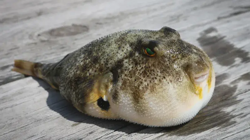 Může vás zabít, ale pochutnáte si na ní