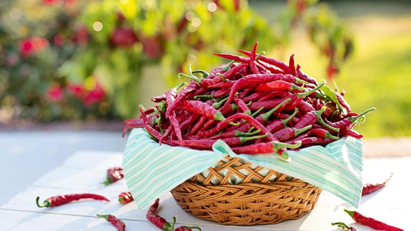chilli paprička 