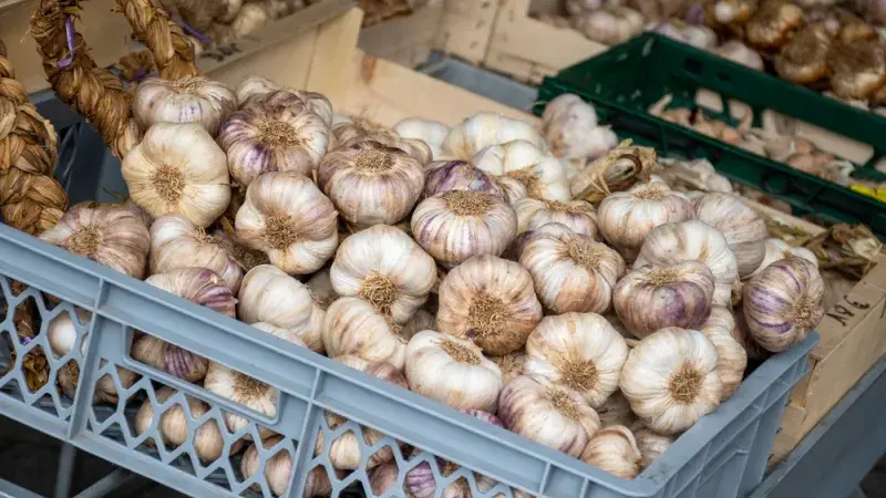 Nová sklizeň česneku