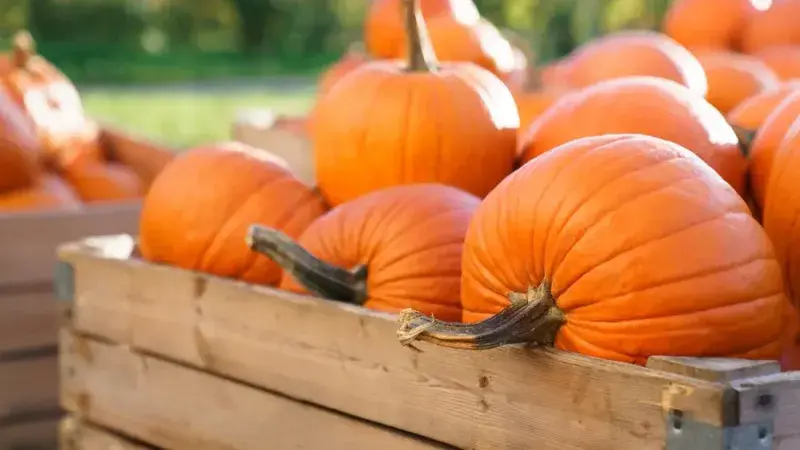 Dýně