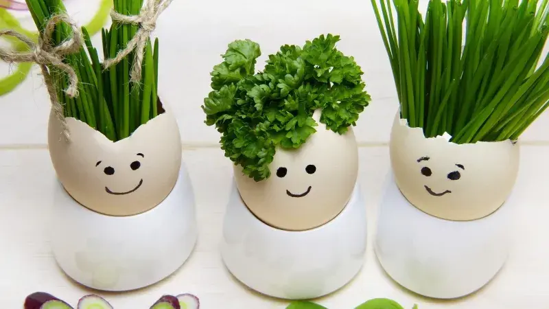 bylinky - pažítka a petrželka