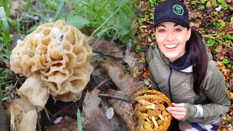 Šumavská houbička a smrže