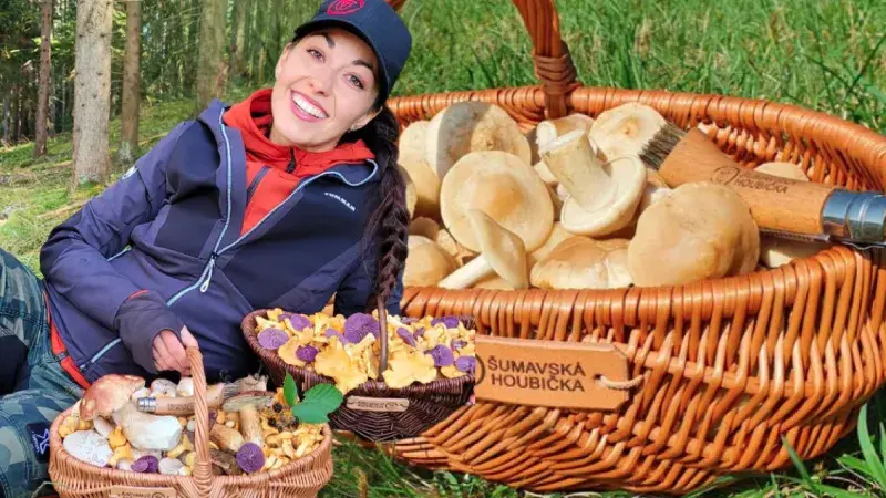 Šumavská houbička