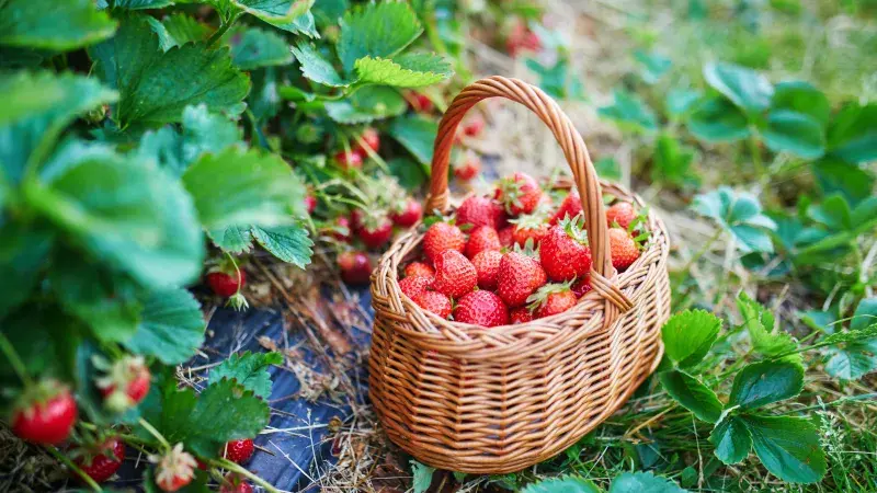 Jahody v košíku