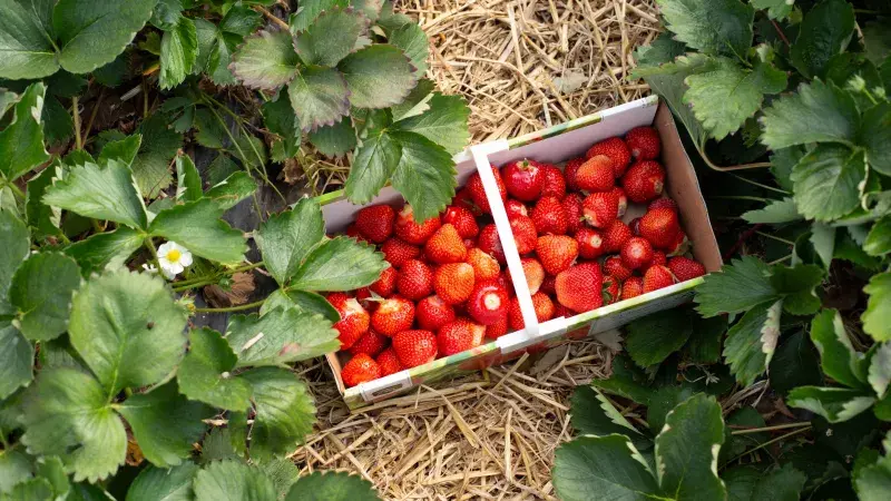 Čerstvě nasbírané jahody