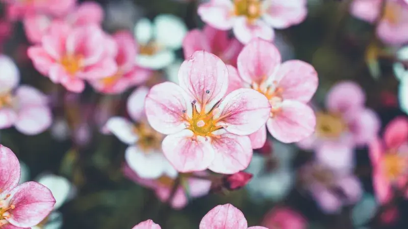 Růžové květy ovocného stromu