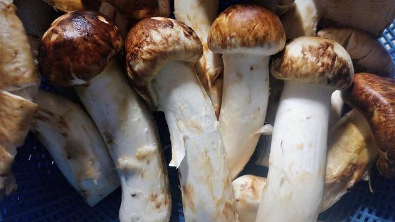 Matsutake Matsutake