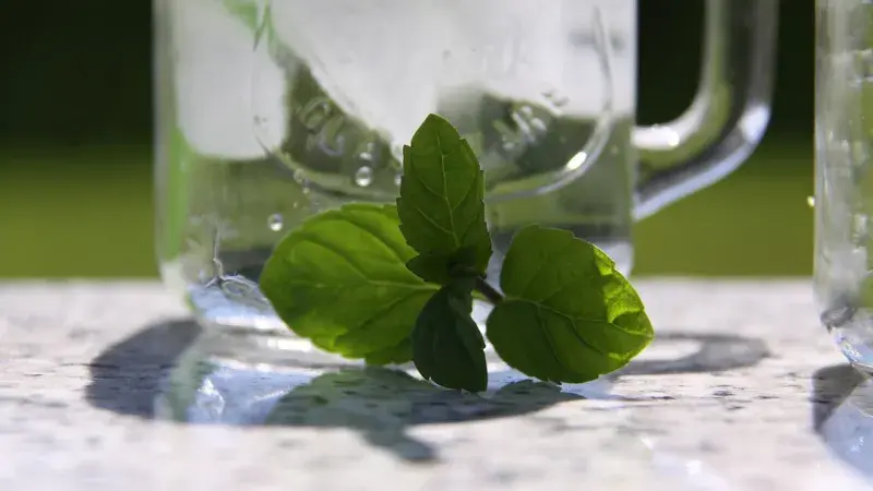 máta-sklo-drink-léto-kapalina