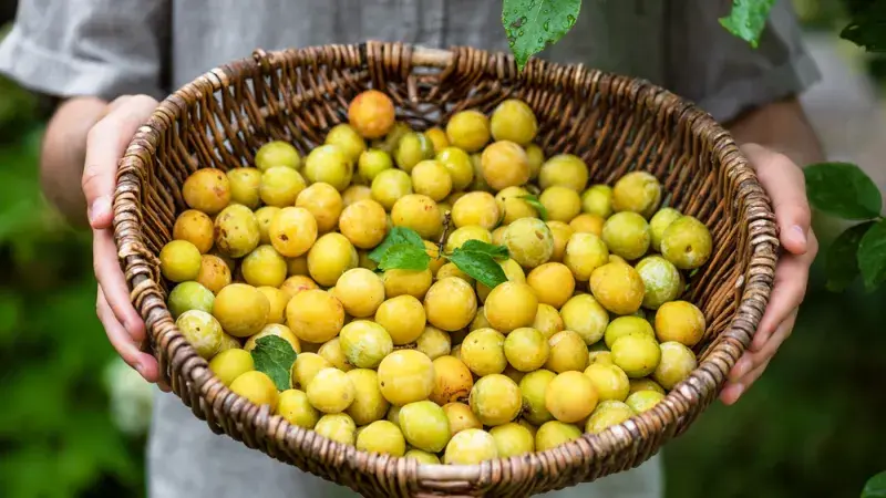Mirabelky, nebo špendlíky?