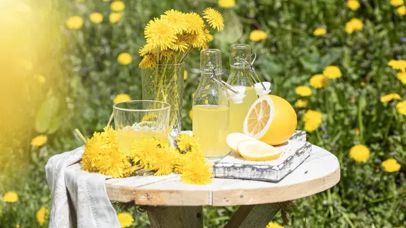 Piknik na louce plné pampelišek je příjemná kratochvíle
