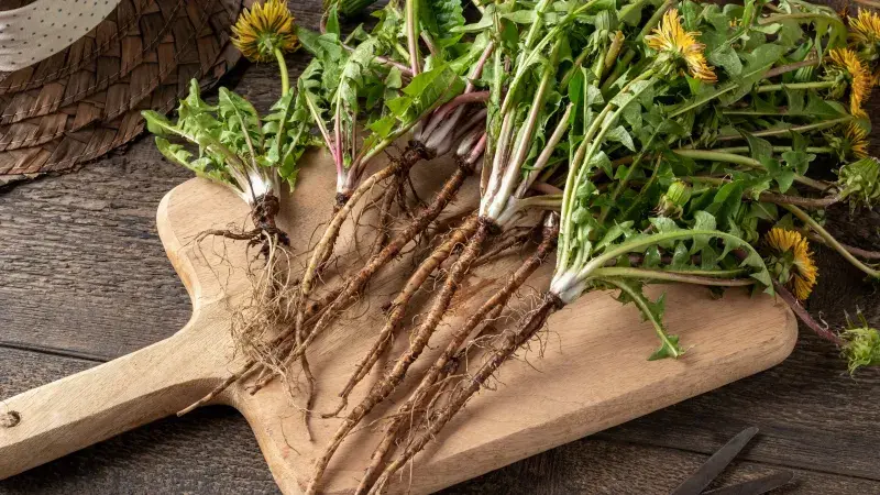 Mladé pampeliškové listy sbírejte na salát, z kořenů můžete upražit kávu