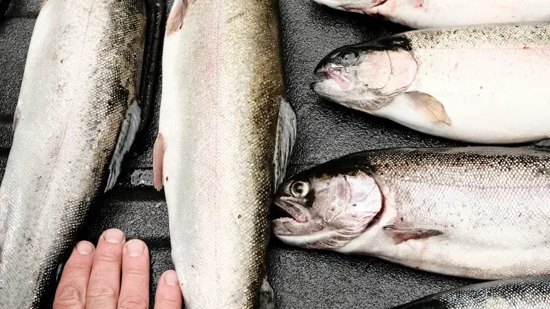 ryby na rybí omáčku garum