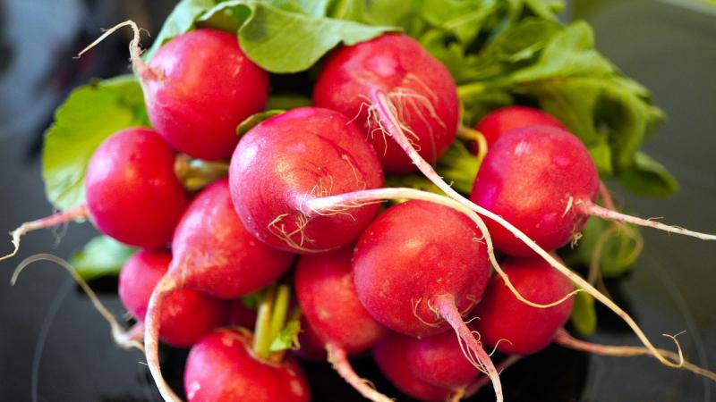 Ředkvičky můžete sklízet už 3–4 týdny od výsevu