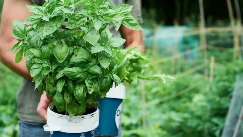 bazalka v květináči