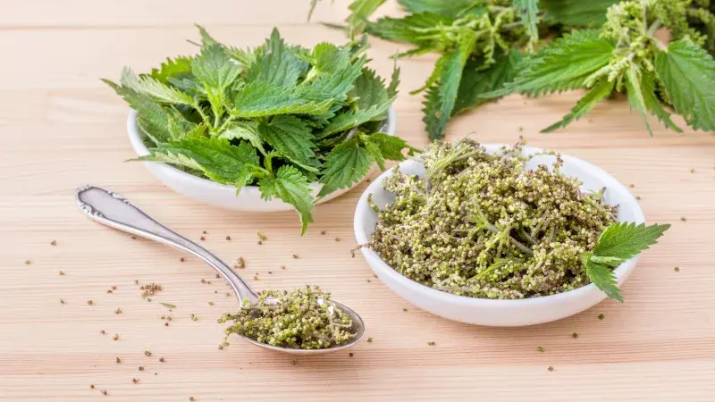 Kopřivová semínka