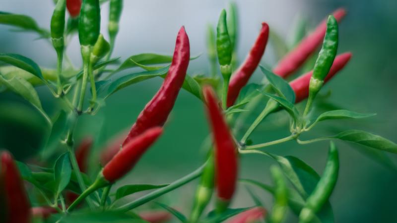 Chilli papričky