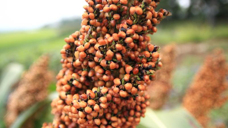 čirok