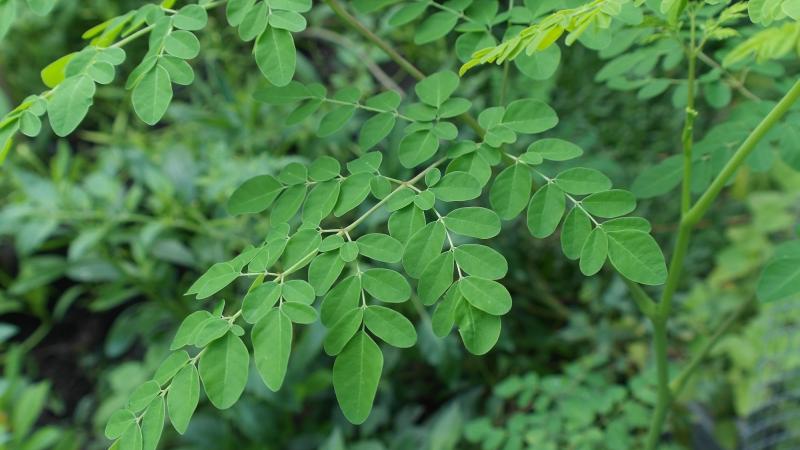Moringa