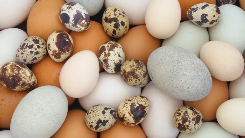 Husí, kachní, slepičí, křepelčí... Jedlých druhů vajec je spousta
