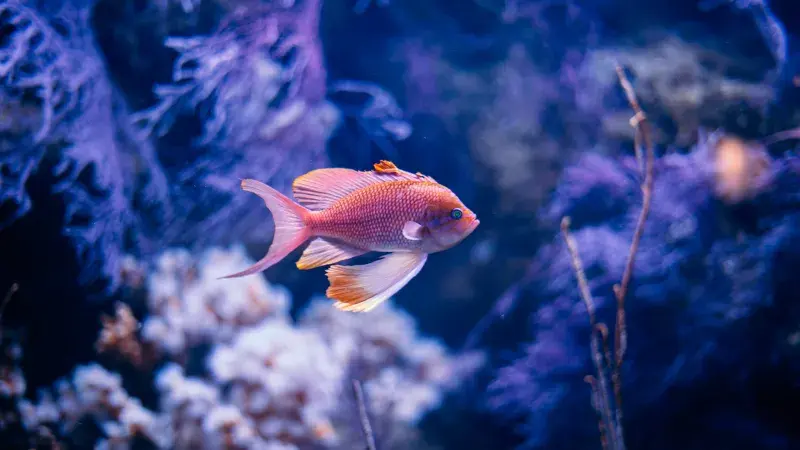 ryba v akvárku