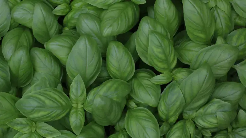 Jak na to: domácí bazalkový olej