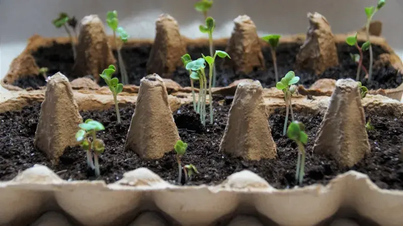 Jak na jarní výsadbu zeleniny, aby vaše sklizeň byla úspěšná?