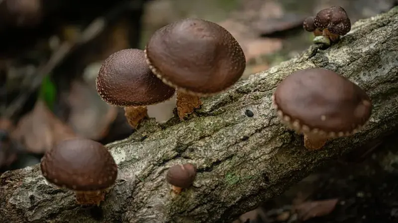 Shiitake