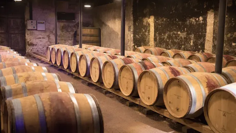 Svatomartinské není kopie beaujolais nouveau