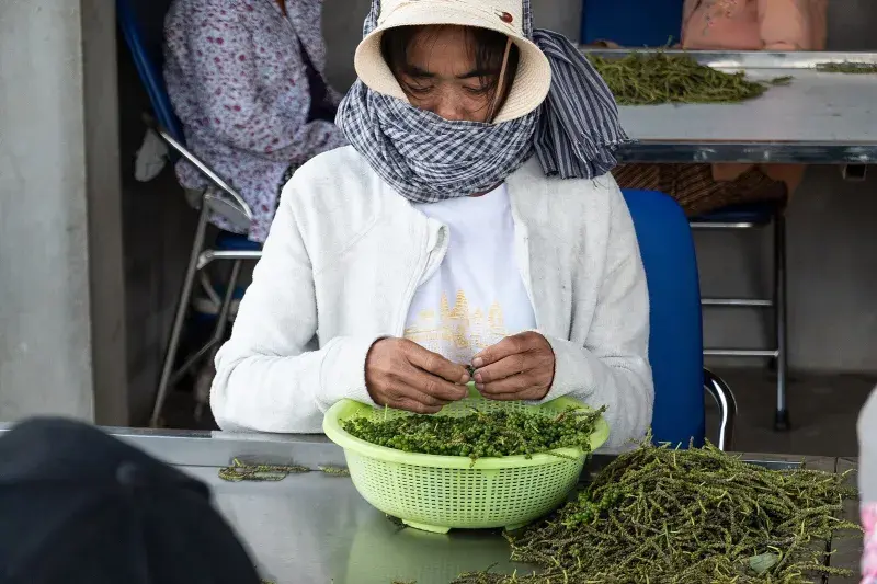 Ruční třídění Kampotského pepře