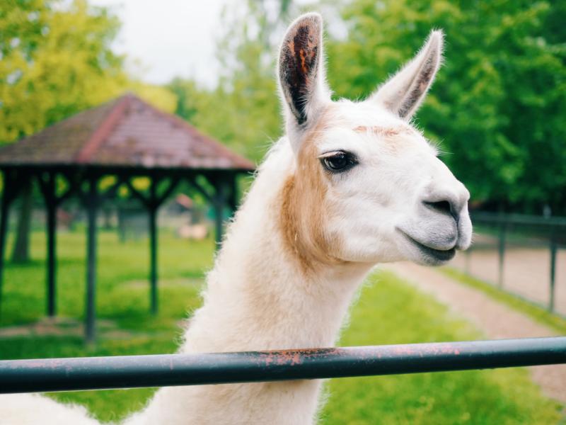 Lama (ne)trpělivě čekající na své mlsání