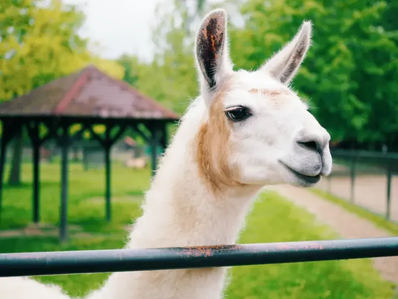Lama (ne)trpělivě čekající na své mlsání