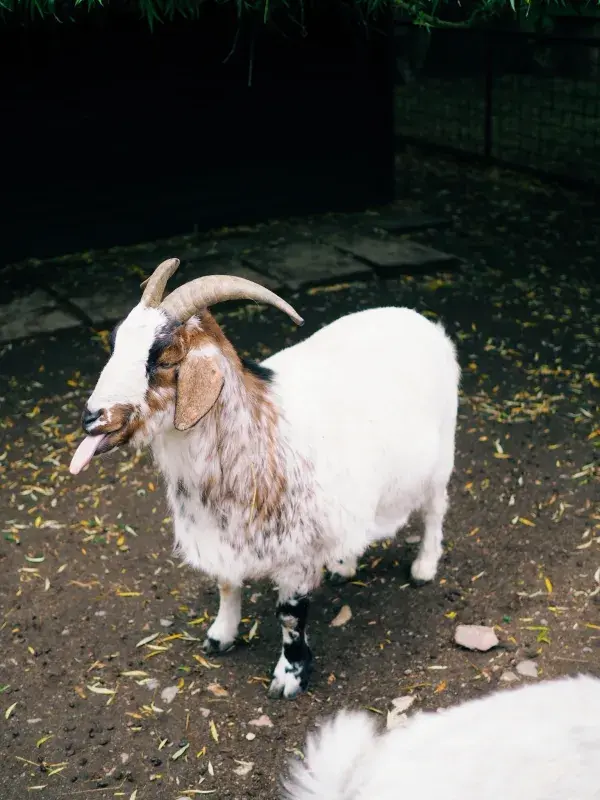 S krmením se v častolovickém zoo koutku dostalo na všechny