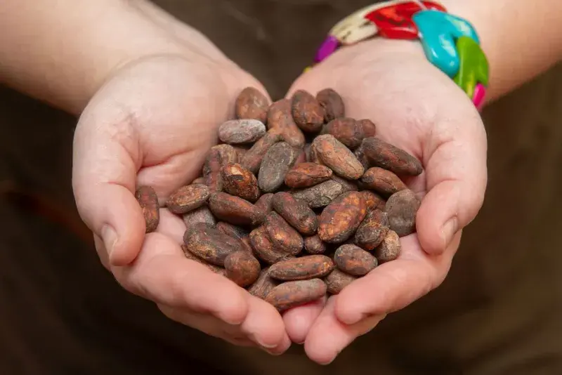 Kakaové boby používané na čokolády Lidka jsou té nejvyšší kvality