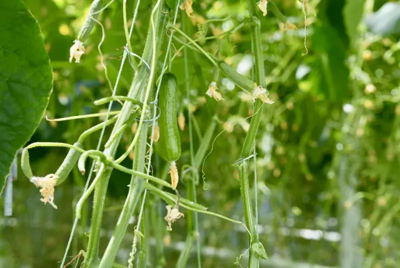 Mini okurky - Farma Bezdínek 